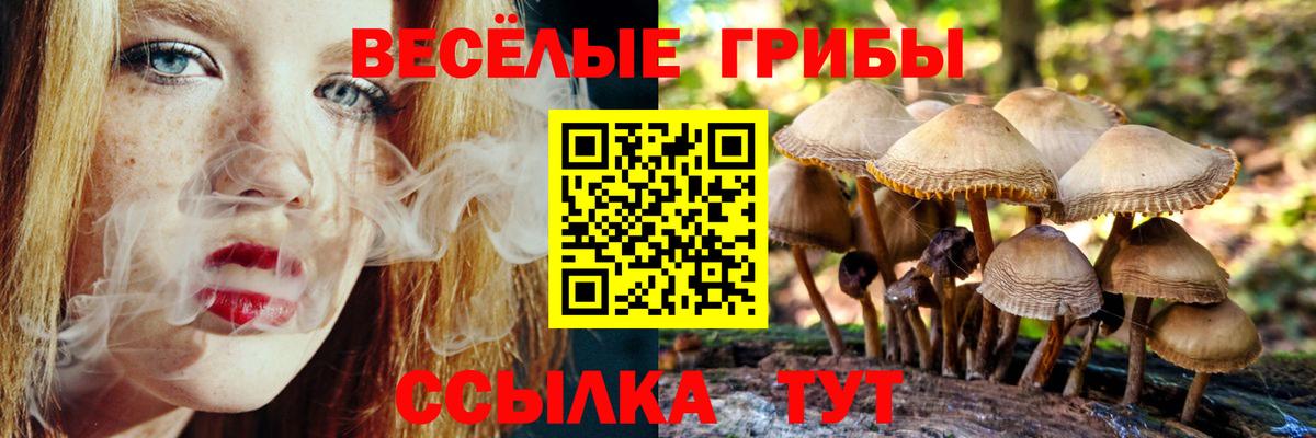 Вятские Поляны  Галлюциногенные грибы Psilocybe  Вход с VPN 
